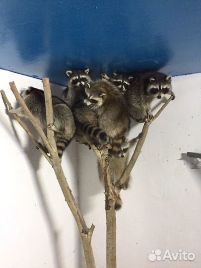 Еноты вольерного содержания