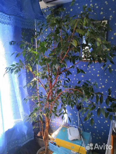 Лимонник декоративный