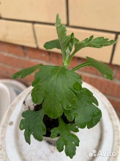 Хризантемы мультифлора