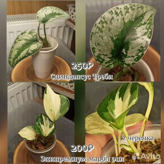 Ароидные, ктенанта, сансевиерия, традесканция