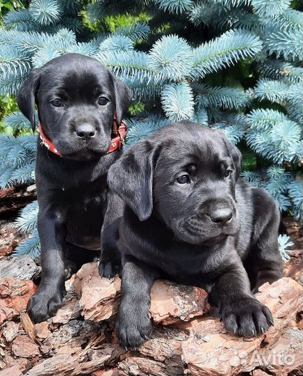 Лабрадора щенки питомник