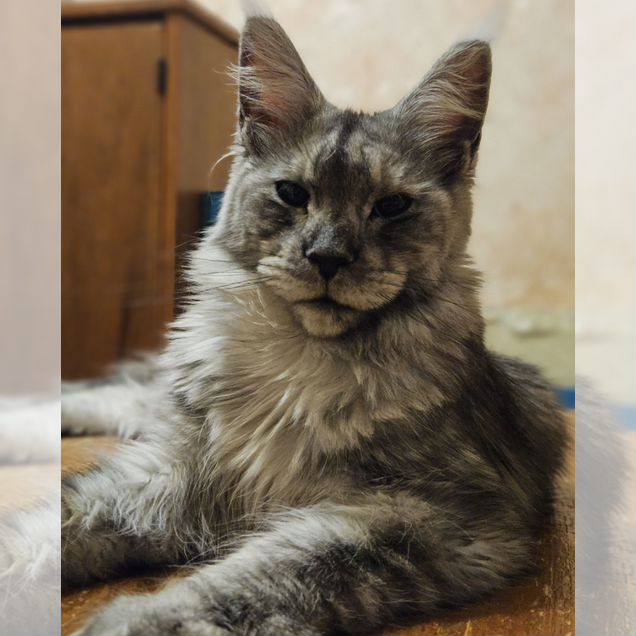 Мейн-кун котёнок