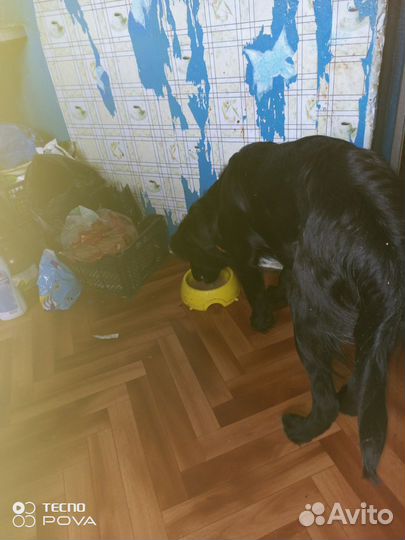 Отдам бесплатно