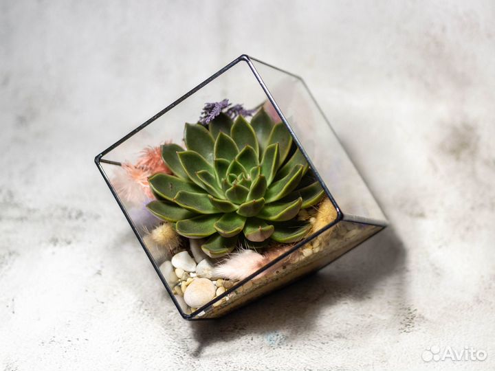 Флорариум с суккулентом куб