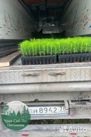 Сеянцы зкс Сосна окс Ель Лиственница Горная