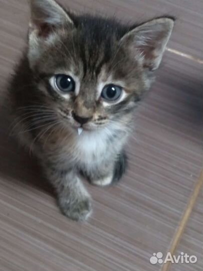 Отдаю добрые руки котят 1,5 мес