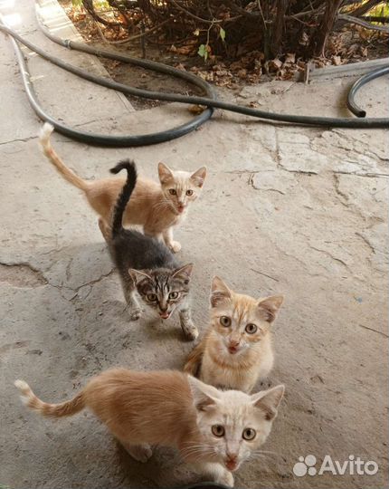 Котята в добрые руки