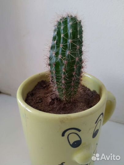 Лимон из косточки