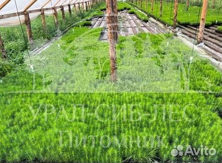 Сеянцы Сосны Горной Мугус с зкс