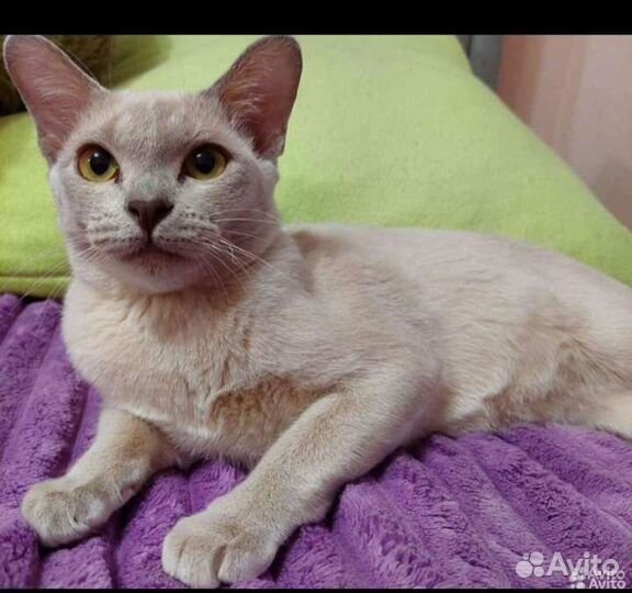 Бурманские котята