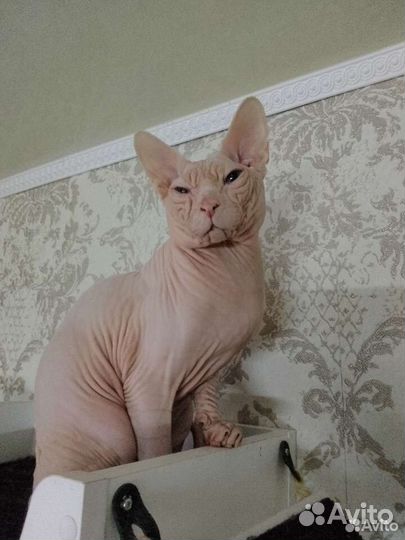 Канадский сфинкс котенок