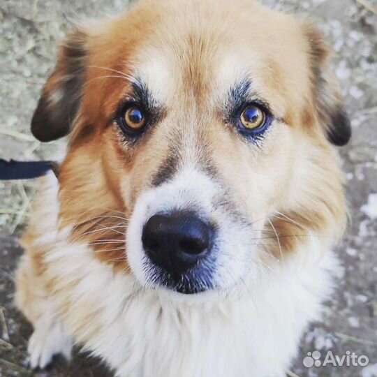 Дом престарелых для собак. Передержка на доживание