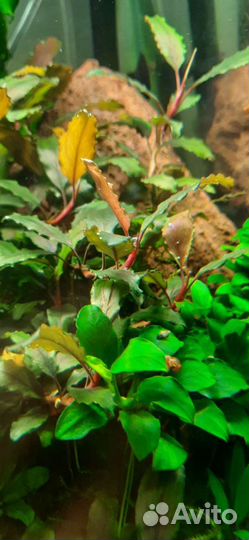Буцефаландра/ анубиас