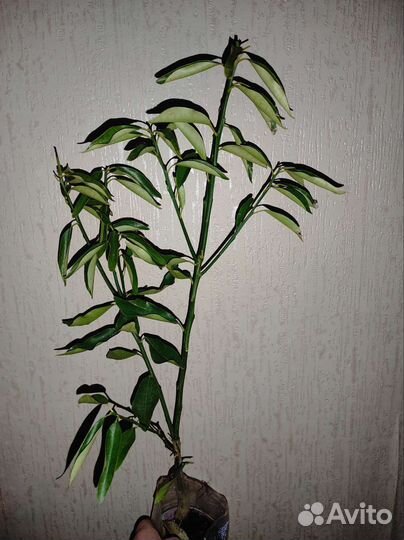 Цитрусовые Мандарин, Кумкват, Апельсин, Лимон