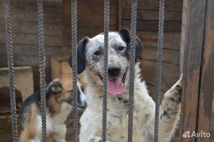 Отдам собаку в добрые руки