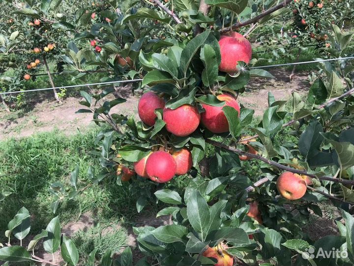 Яблоки оптом