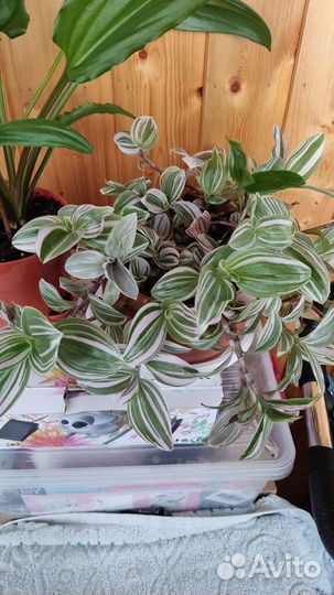 Традесканция