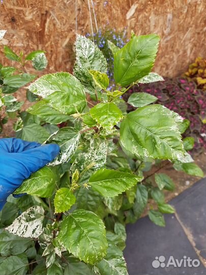 Гибискус китайская роза