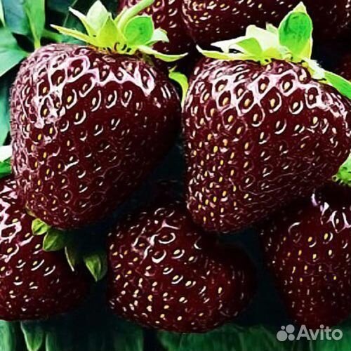 Рассада клубники черный принц