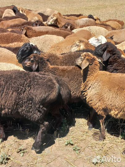 Бараны гиссарские