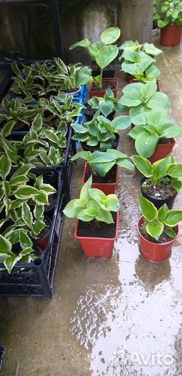 Саженцы хосты