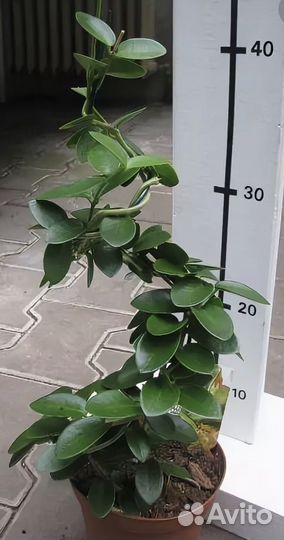 Хойя cumingiana