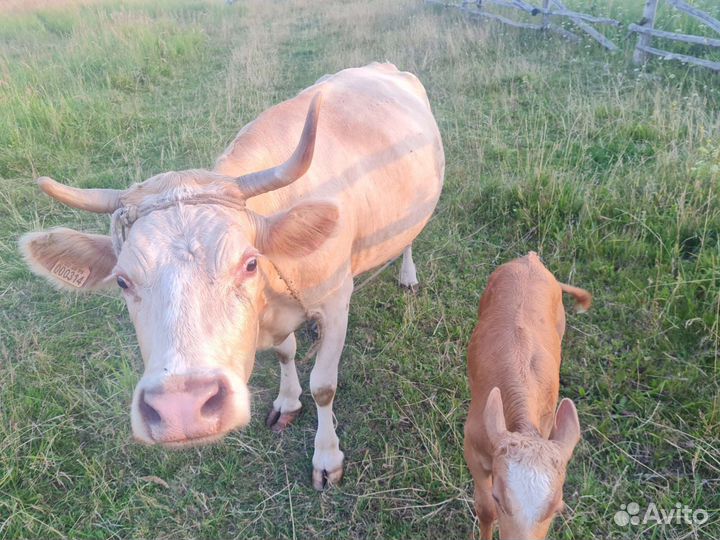 Корова симментальская