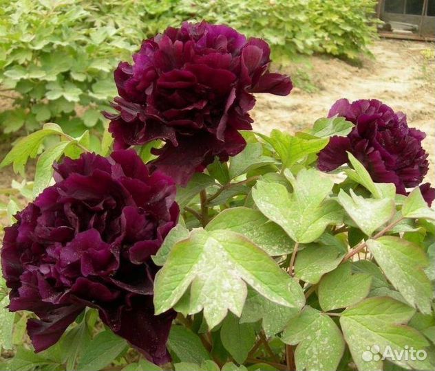 Чёрный дракон