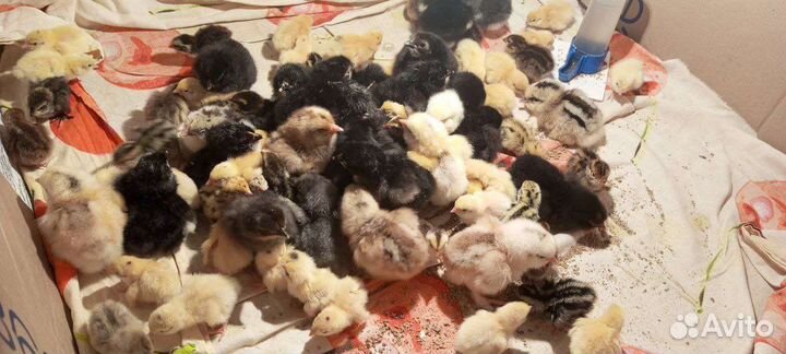 Цыплята суточные