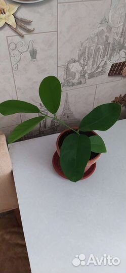 Лимон (Пандероза) плодоносящий