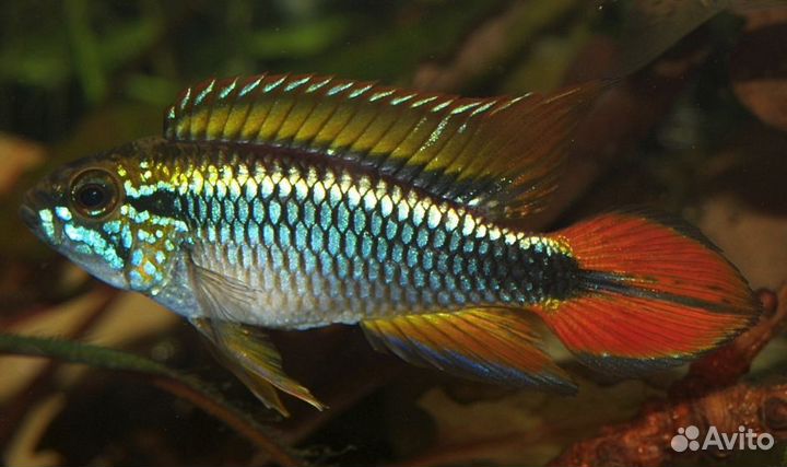 Цихлида Апистограмма Агассица