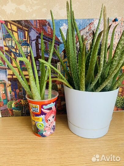 Алоэ вера растение