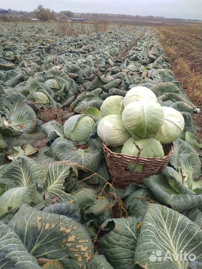 Капуста оптом