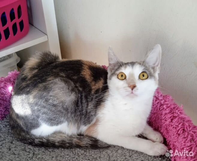 Трёхцветная нежная кошка Лапуля 11 мес. в дар