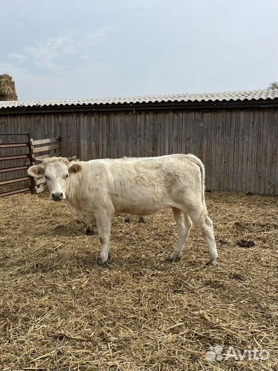 Телки шароле