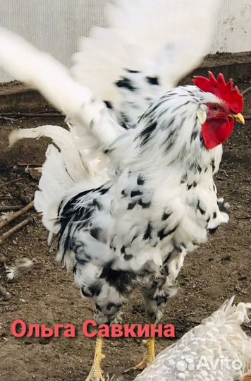 Инкубационное яйцо Леггорн Далматинец