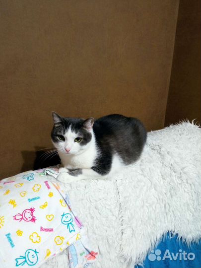 Отдам кота в добрые руки