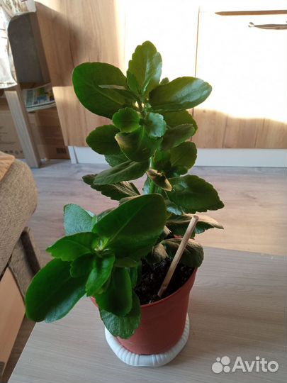 Каланхоэ блоссфельда