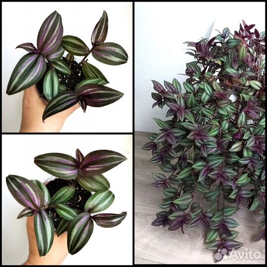 Tradescantia Zebrina Evanesce