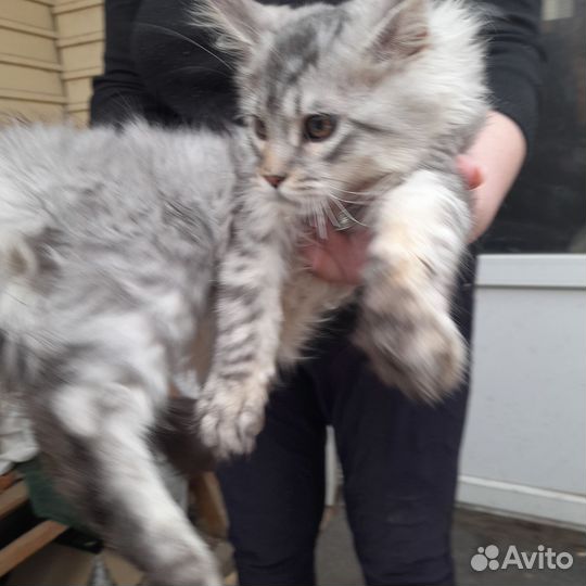 Котята мейн-кун