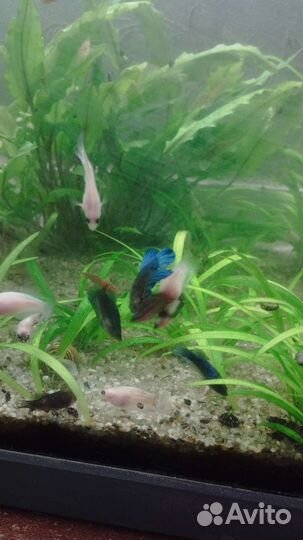 Петушки. Аквариумные рыбки