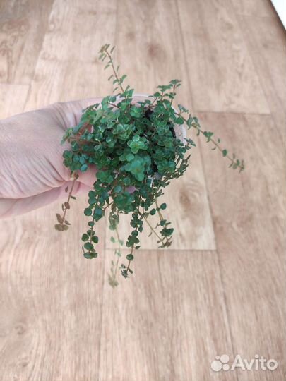 Комнатные растения. часть 2