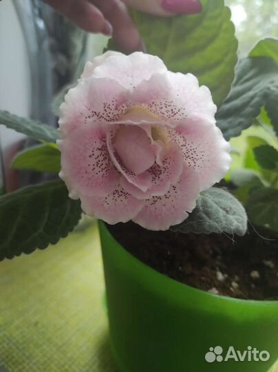 Глоксиния махровая, фиалки