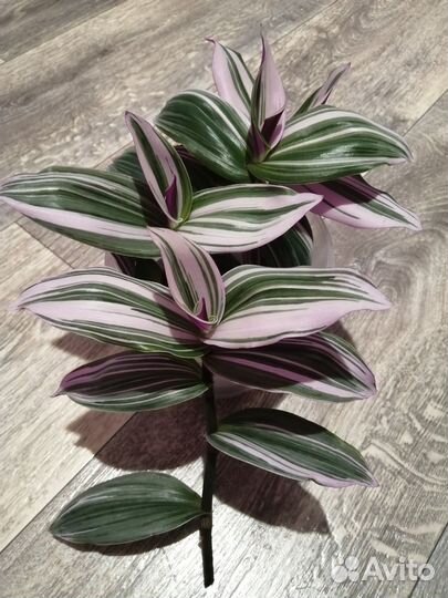 Традесканция