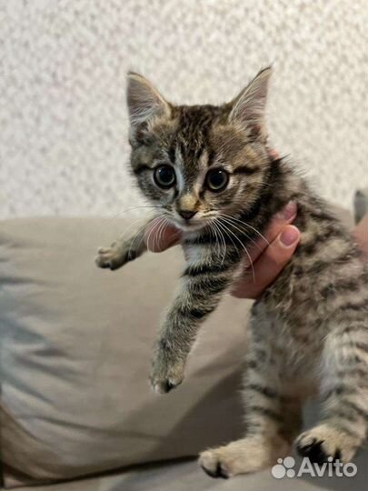 Кошечка в добрые руки