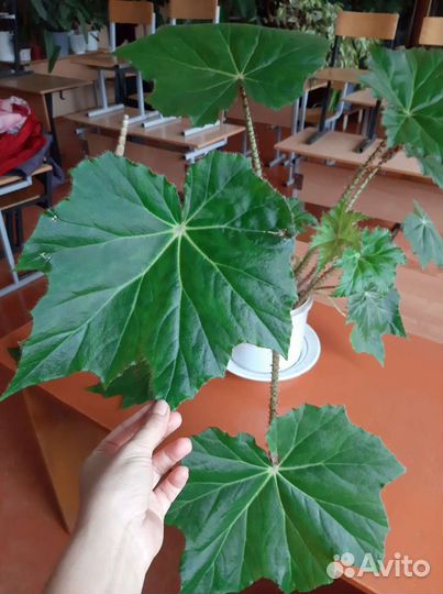 Бегония, молочай