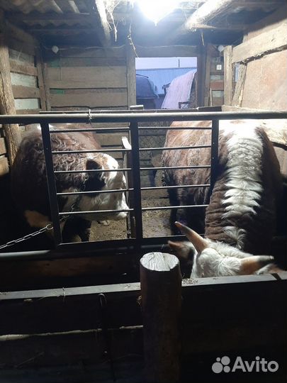 Быки на мясо живым весом