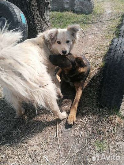 Собака Дэнни