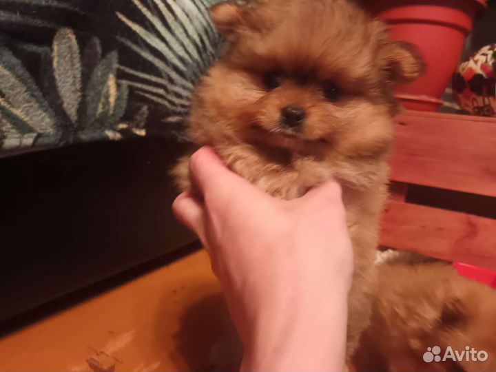 Помесь шпица и Йорка