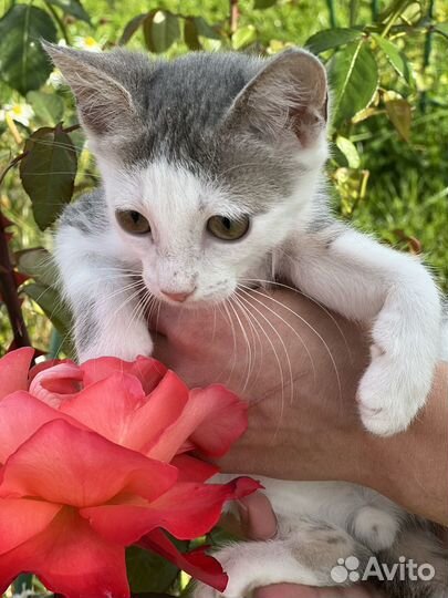 Котенок девочка в дар в добрые руки бесплатно